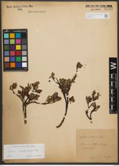 Foto von Salix waldsteiniana Willd.